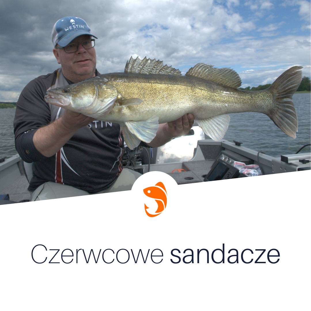 Czerwcowe sandacze