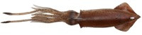 Brown UV