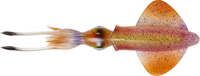 Horny Squid