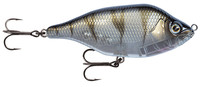 UV Striped Shiner