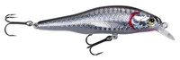 Silver Shiner