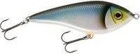 Blueback Herring
