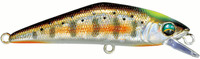 48 Adult Yamame