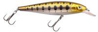 Gold Trout