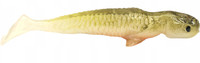 Stynka