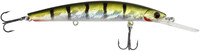 Green Perch