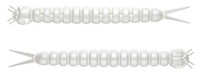 Silver Pearl