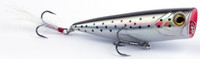Sea Trout