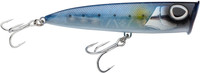 Sardine