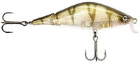 UV Striped Shiner
