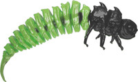 Black Green