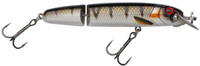 Copper Perch