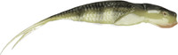Perch