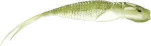 Guma spinningowa QubiLures Syrena Vert