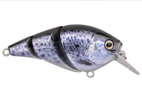Sea Trout