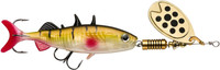 Baby Perch