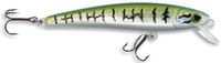 Silver Mackerel