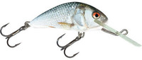 Real Dace