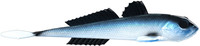 Blue Whitefish