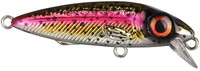 Rainbow Trout