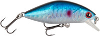 Blue Roach