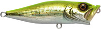 GG Chart Back Bass