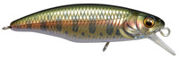 Wagin Honryu Amago