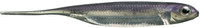 Lake Wakasagi Silver