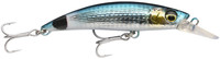 Saddled Bream