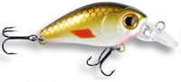 Tench