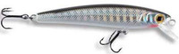 Silver Shiner