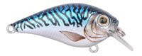 Mackerel